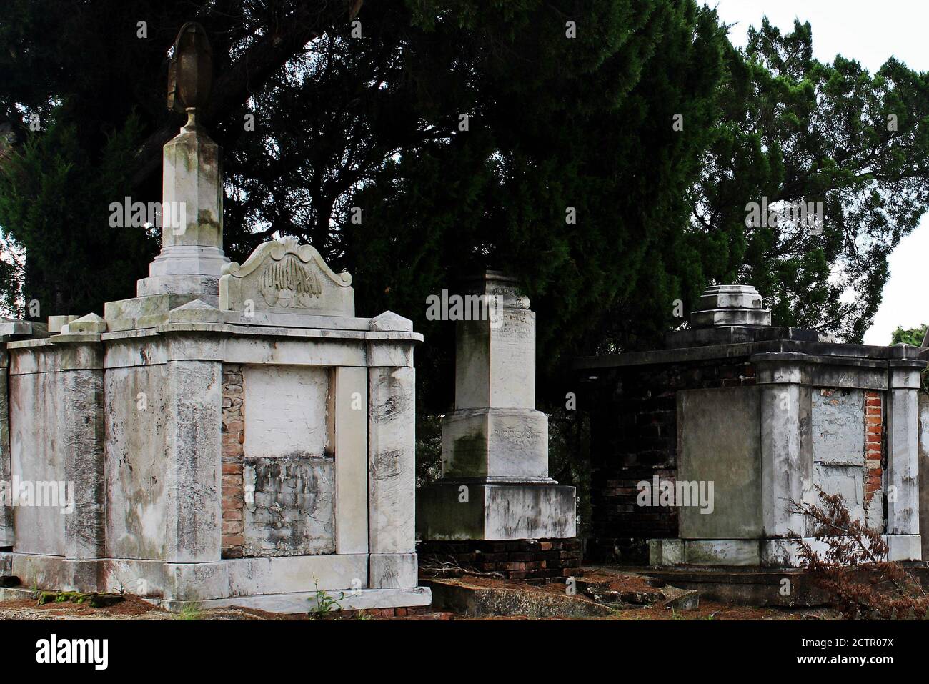 un vieux pin énorme se profile derrière les tombes dans un cimetière antique Banque D'Images