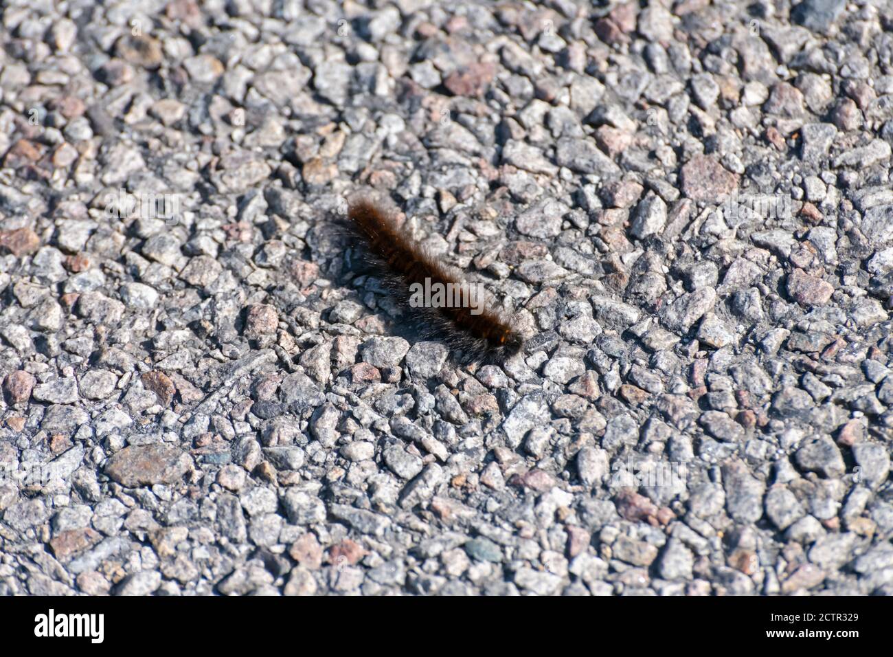 Large chenille de Furry sur une piste de marche Banque D'Images