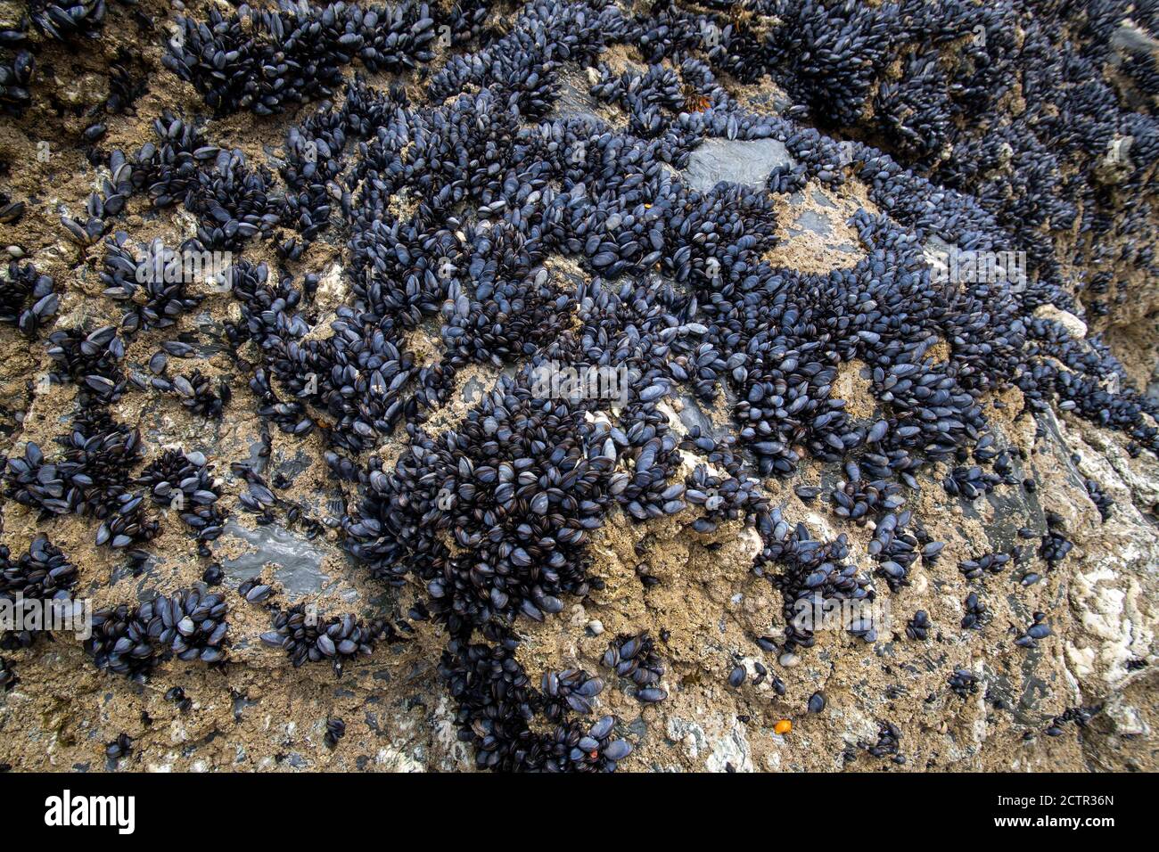 Moules sur une roche à marée basse Banque D'Images