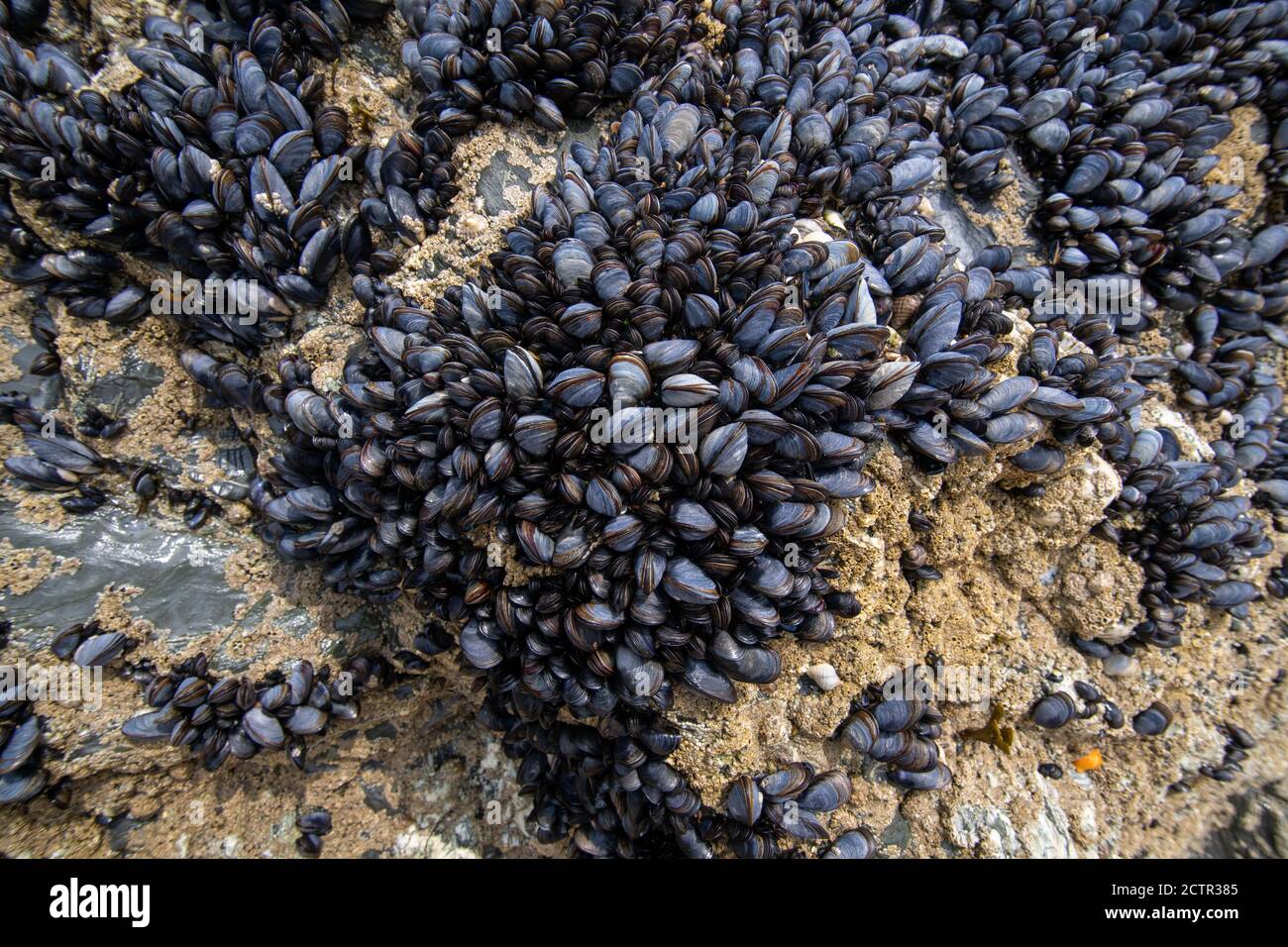 Moules sur une roche à marée basse Banque D'Images
