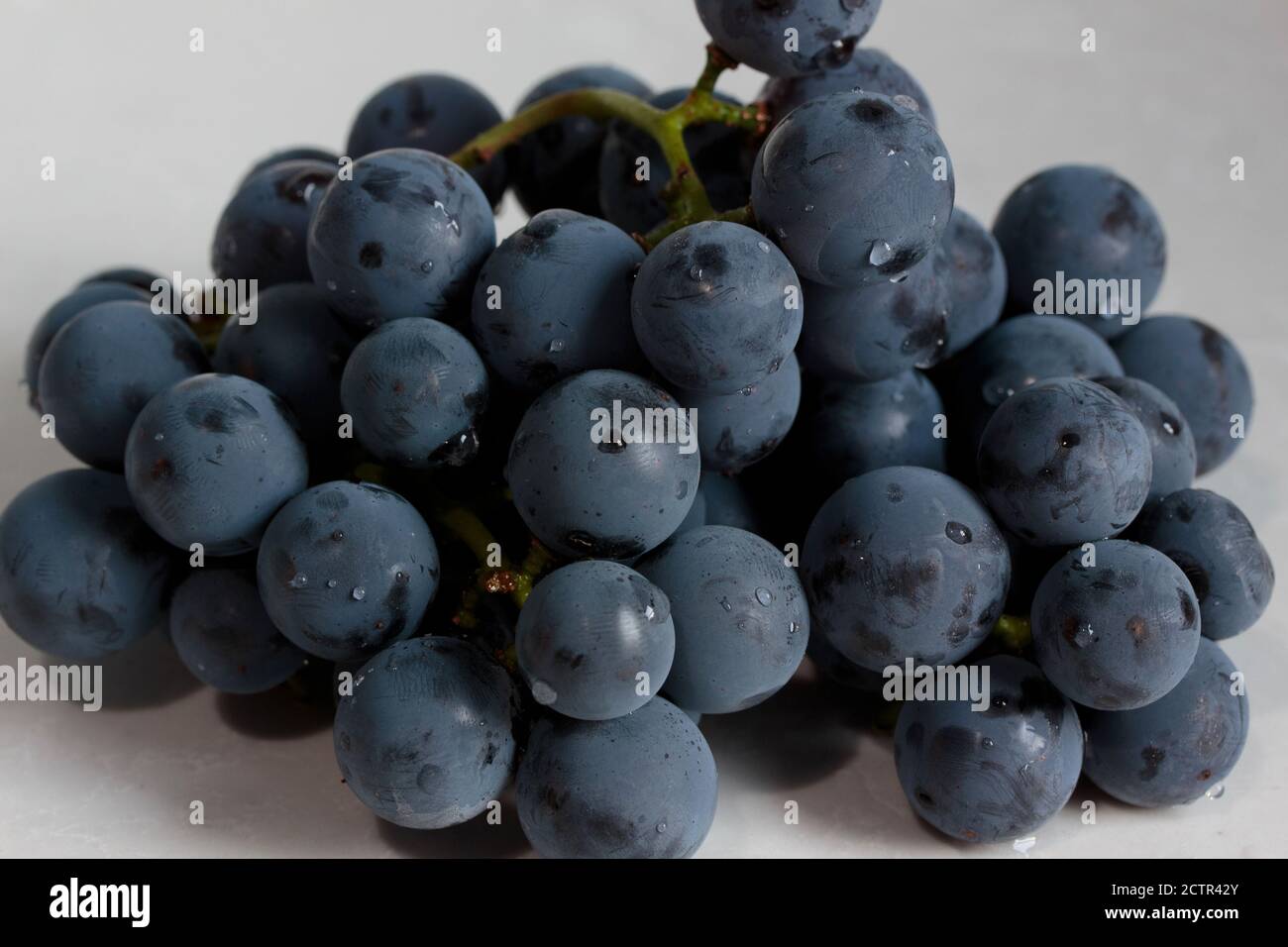 prise de vue macro avec éclairage naturel d'une bande de concord raisins avec des gouttelettes d'eau sur un fond blanc doux avec ombre Banque D'Images
