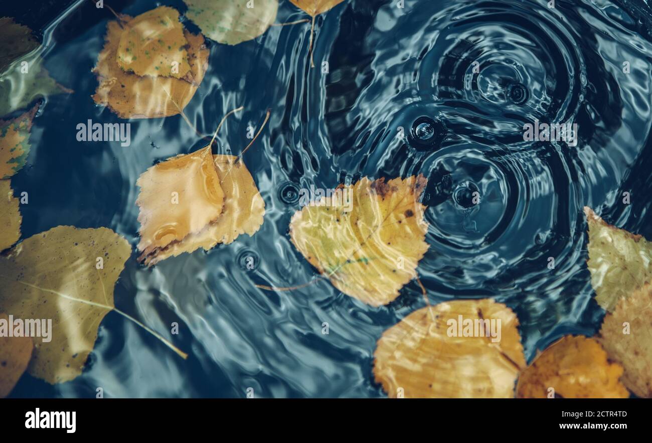 Concept d'automne fond.Grande chute tombant sur la flaque laissant un cercle radial sur la surface avec des feuilles jaunes tombées sur l'eau. Banque D'Images