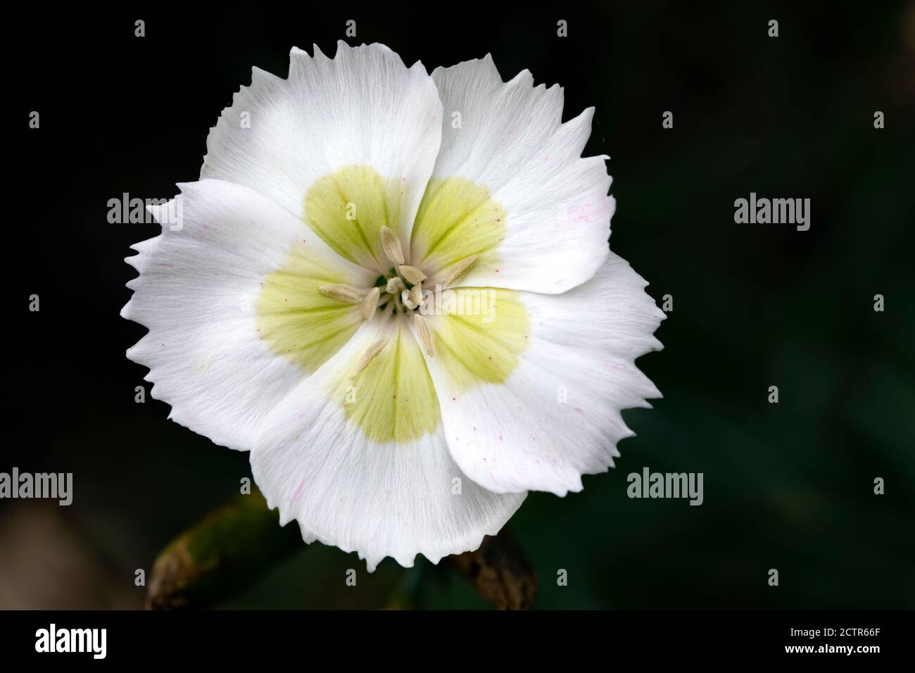 American Pie Whetman pinks Dianthus 'Key Lime Pie' - North Carolina Arboretum, Asheville, Caroline du Nord, États-Unis Banque D'Images