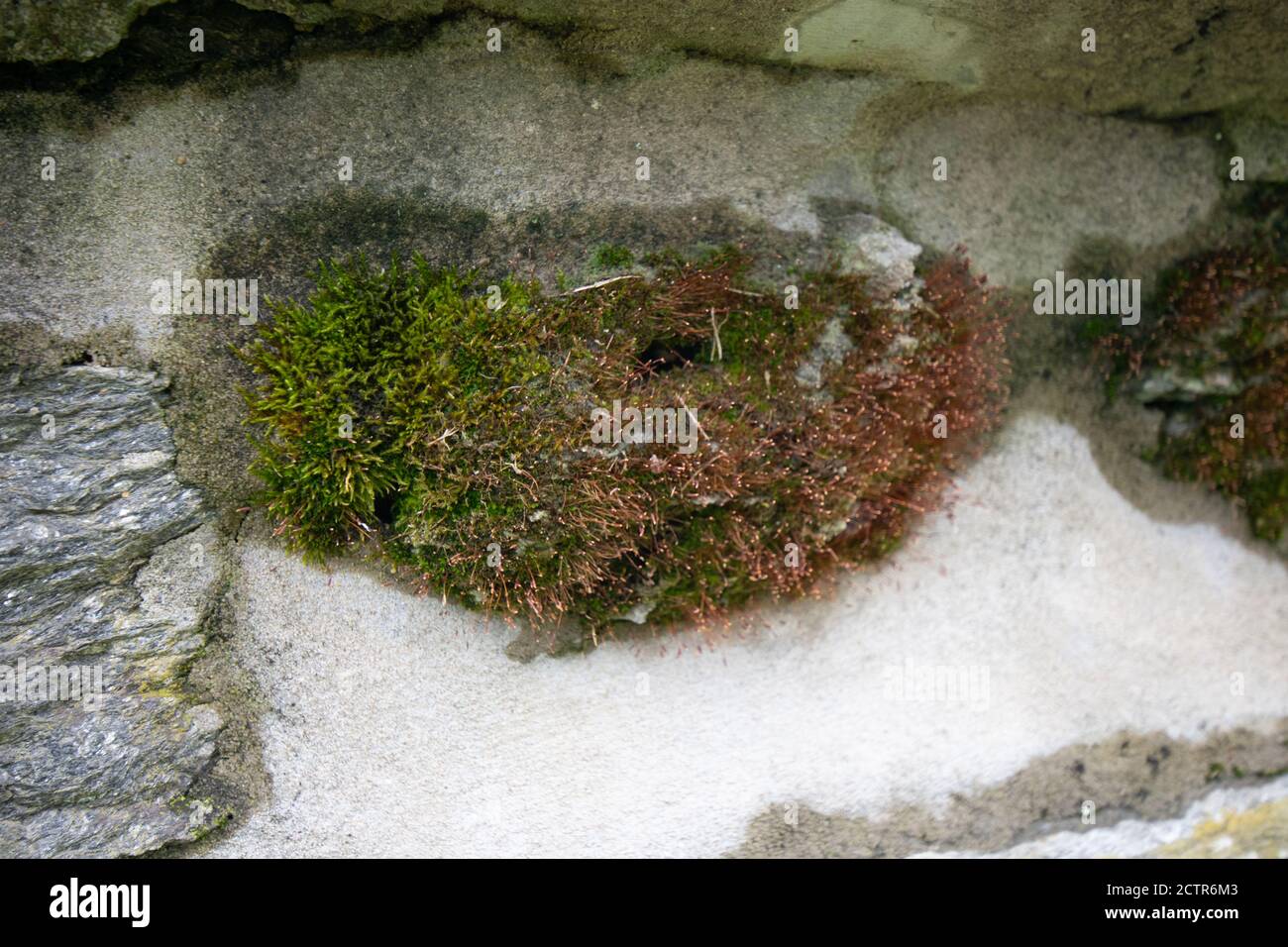 Une plaque de mousse verte et brune couvrant un ensemble Rock dans un mur de Cobblestone Banque D'Images