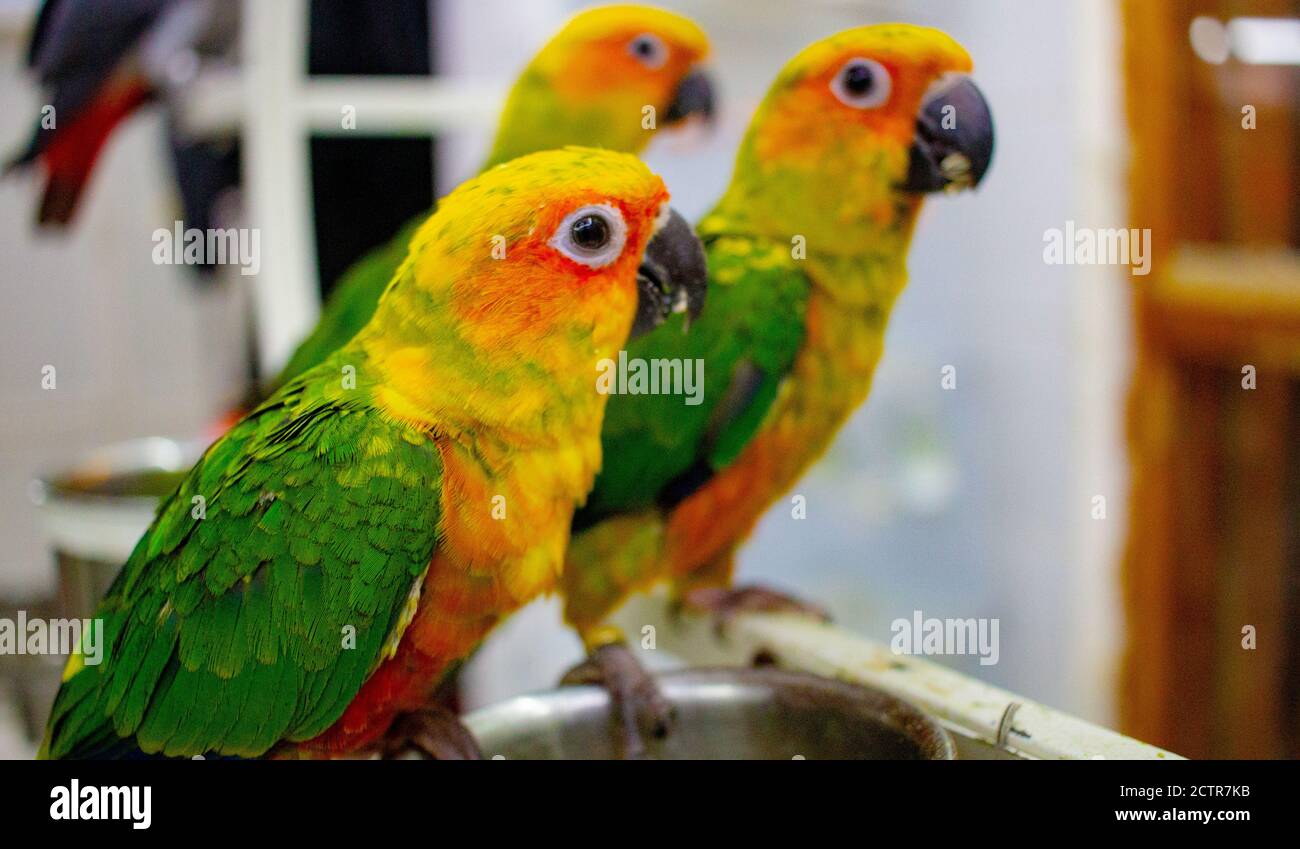 Le Soleil De Bebe Conserve Perroquet Dans Un Magasin A Vendre Parakeet Soleil Photo Stock Alamy