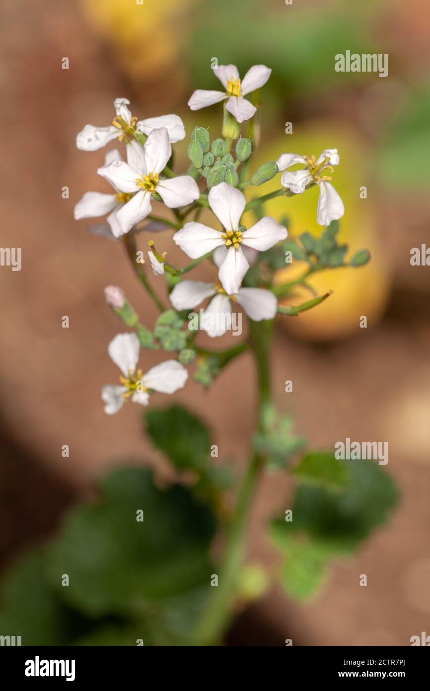 Fleurs de radis plante inhabituelle Banque D'Images