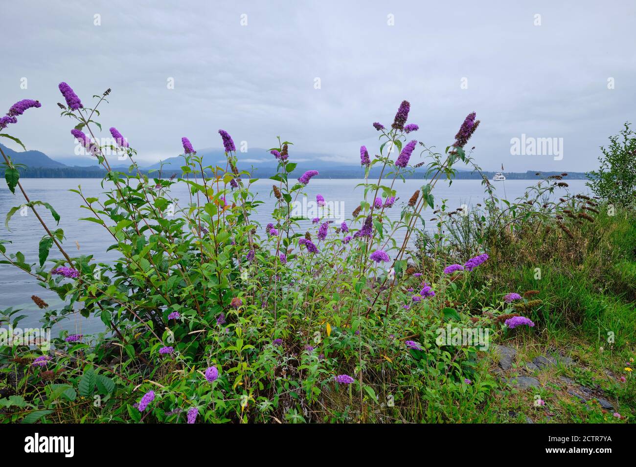 Le Bush aux papillons fleurit avec des fleurs violettes vives le long du front de mer d'Alert Bay, en Colombie-Britannique. À distance, les montagnes de l'île de Vancouver sont entourées de nuages Banque D'Images Le Bush aux papillons fleurit avec des fleurs violettes vives le long du front de mer d'Alert Bay, en Colombie-Britannique. À distance, les montagnes de l'île de Vancouver sont entourées de nuages Banque D'Images