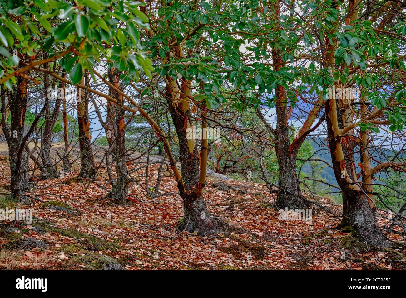 Arbutus aka Strawberry Trees avec écorce de peeling dans une zone boisée sur Notch Hill près de Nanoose Bay, C.-B. Arbutus ne se trouve que sur la côte sud-ouest de la Colombie-Britannique Banque D'Images