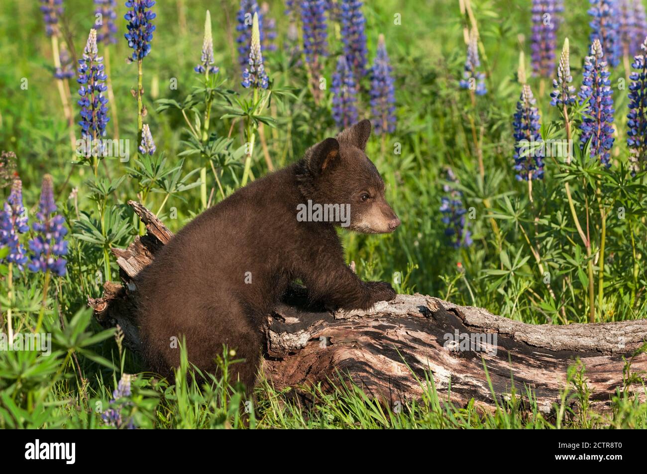 Ourson noir (Ursus americanus) Paws Up on Log look Right Summer - animal captif Banque D'Images