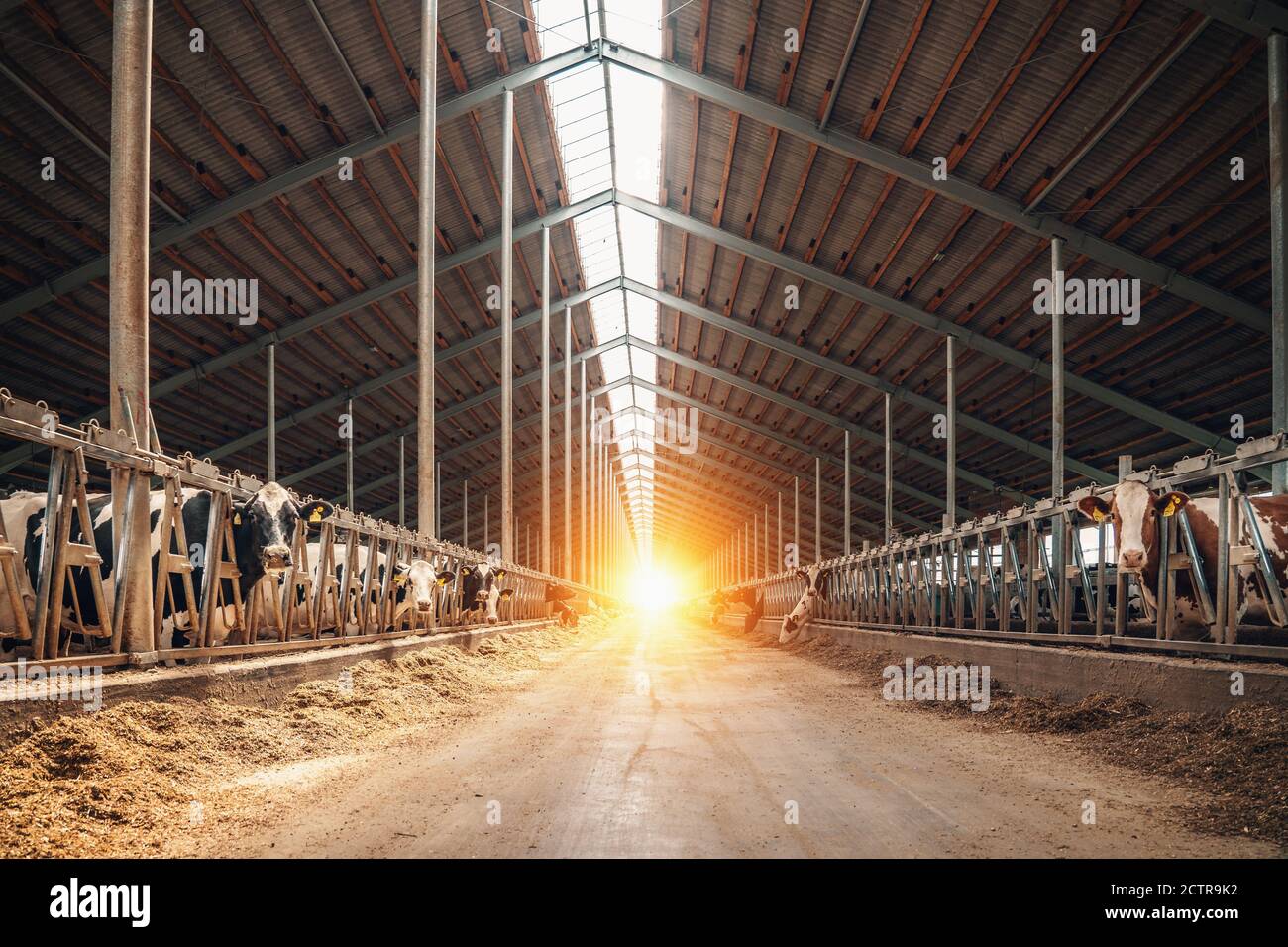 Vaches dans la ferme laitière. Vaches se reproduisant dans une ferme laitière moderne. Banque D'Images