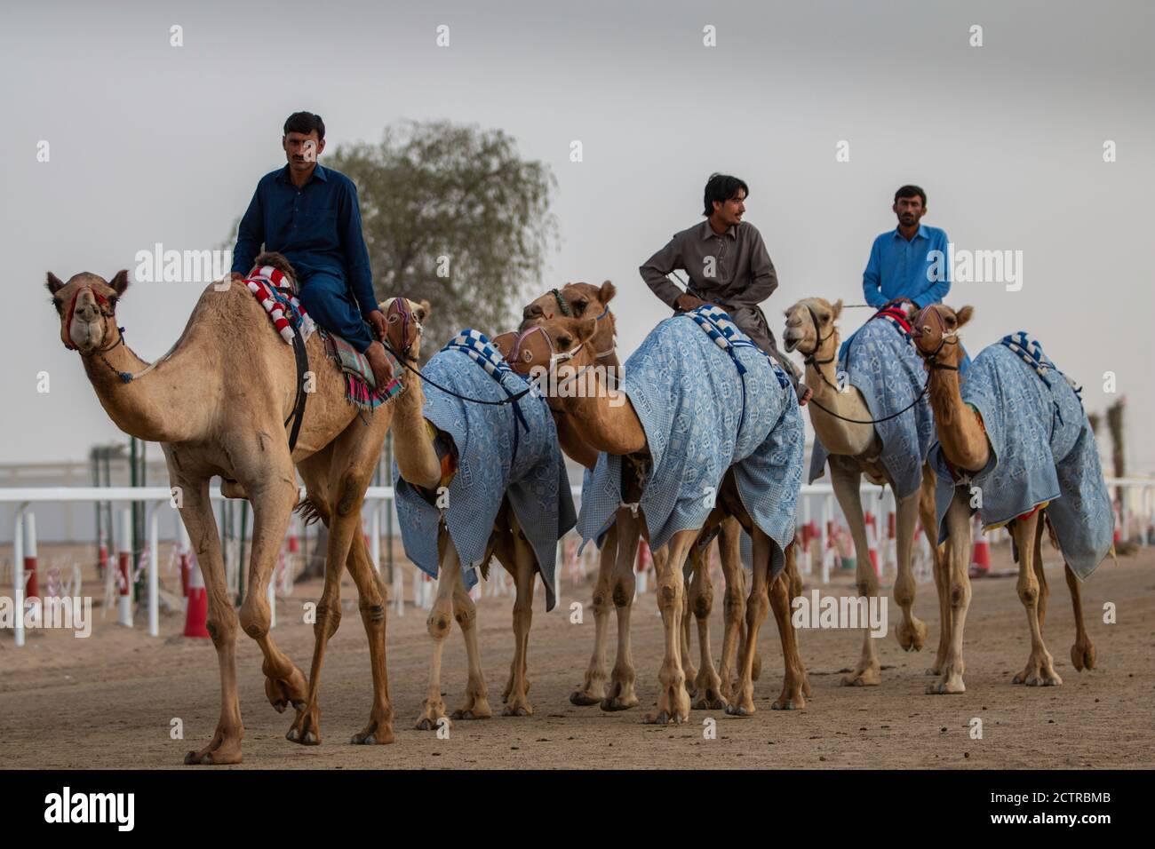 Trois entraîneurs travaillent les chameaux sur le circuit de course Al Marmoom Camel à l'extérieur de Dubaï, aux Émirats arabes Unis (eau) Banque D'Images