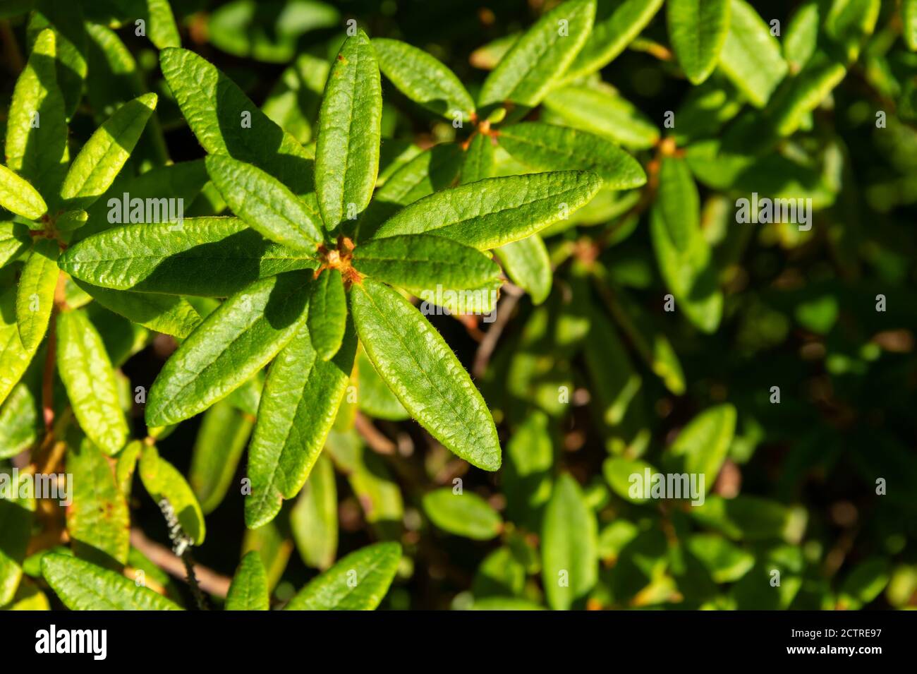 Feuilles de thé du Labrador (Ledum groenlandicum) au Québec, Canada Banque D'Images