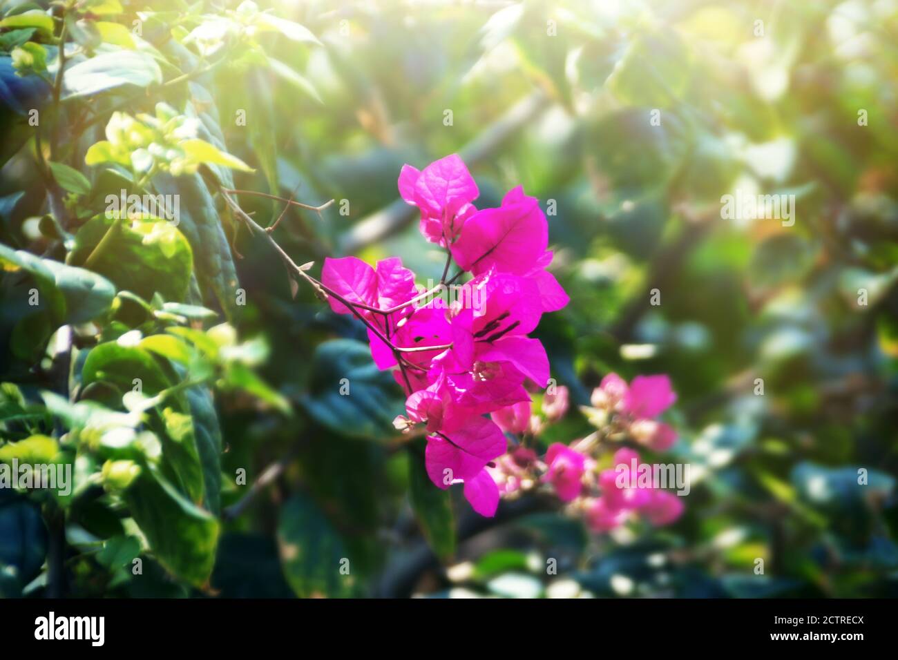 Fleurs bougainvilliers dans un parc. Sri Lanka, introduit des espèces d'Amérique du Sud Banque D'Images