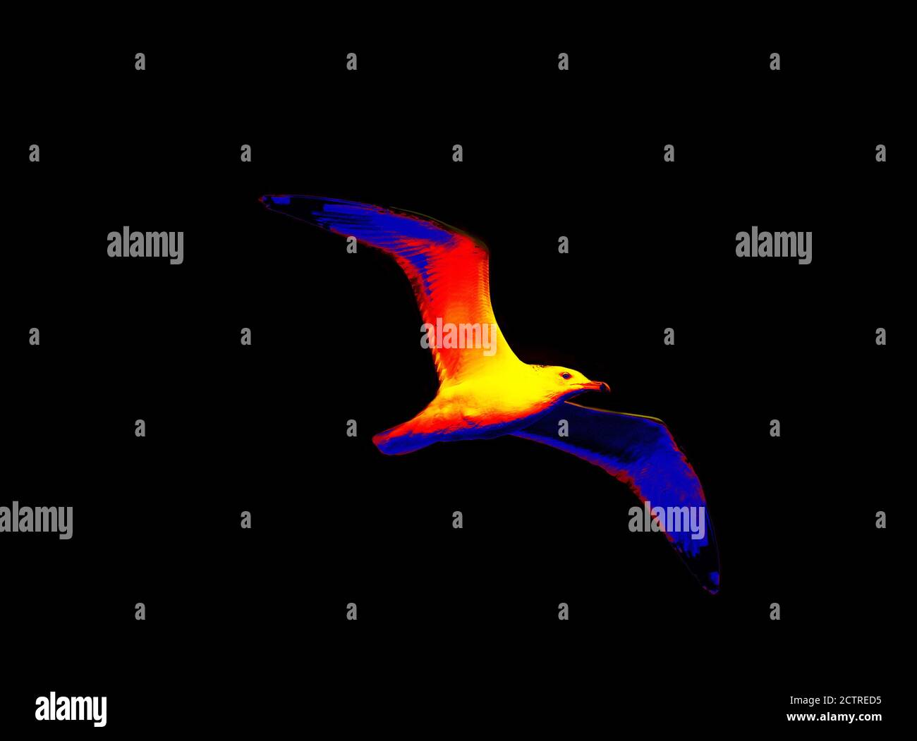 Goéland à tête blanche (Larus cachinnans pontisus) dans la caméra infrarouge scientifique high-tech sur fond noir isolée Banque D'Images