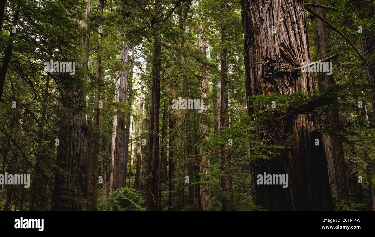 Vue à travers les magnifiques séquoias dans l'État de Redwood et le parc national de la forêt luxuriante de la Californie du Nord. Troncs d'arbres géants, membres massifs, Banque D'Images