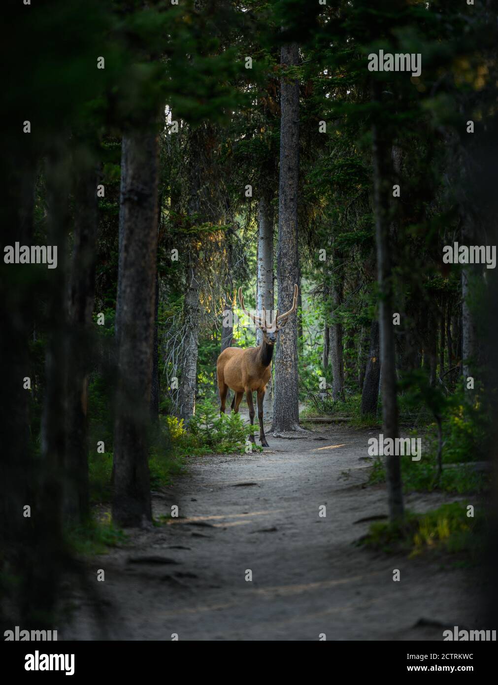 Des aulnes de velours sur le cerf dans la forêt du Wyoming Banque D'Images