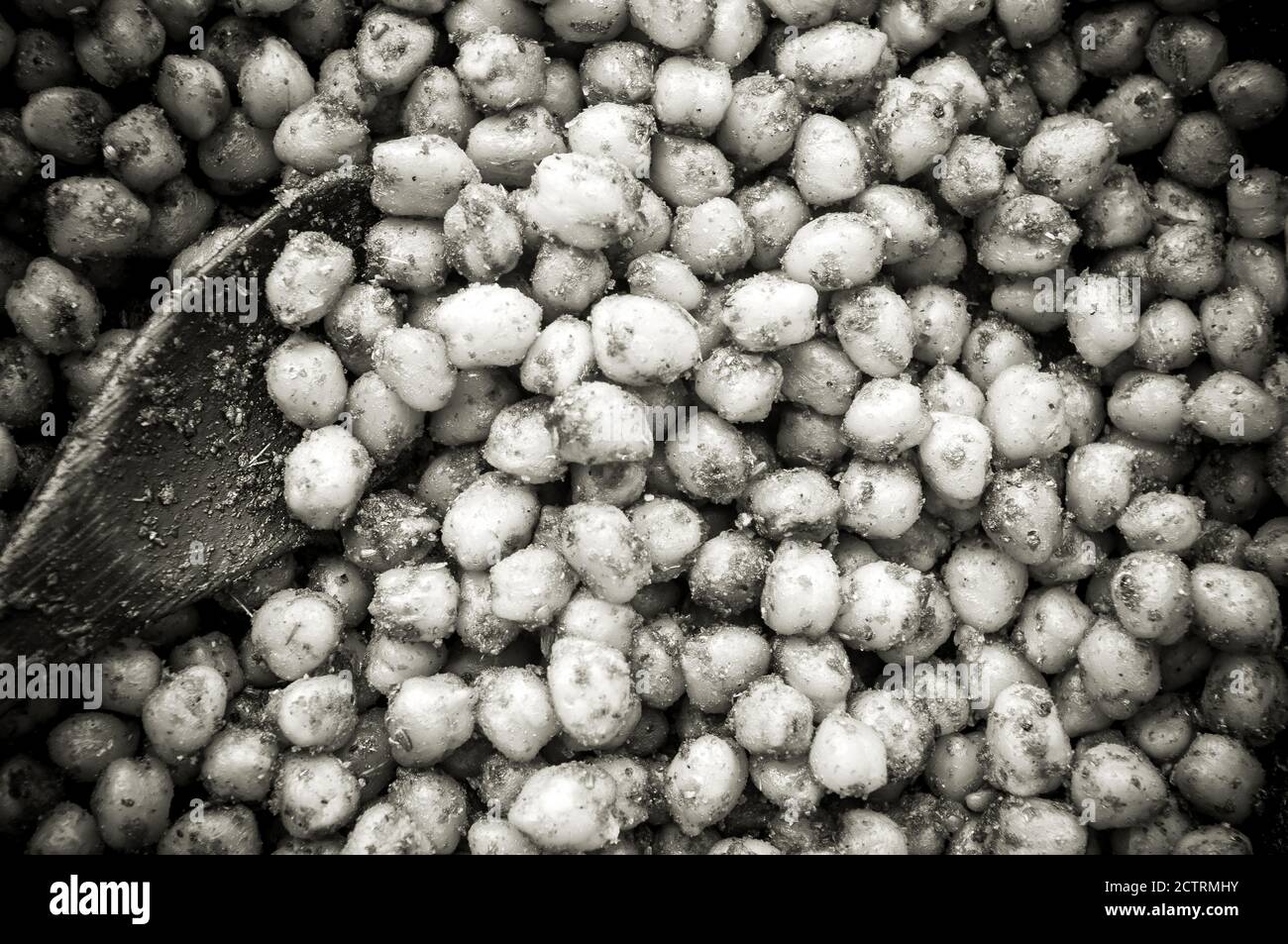 Cuisson des pois chiches avec des épices dans une casserole, gros plan Banque D'Images