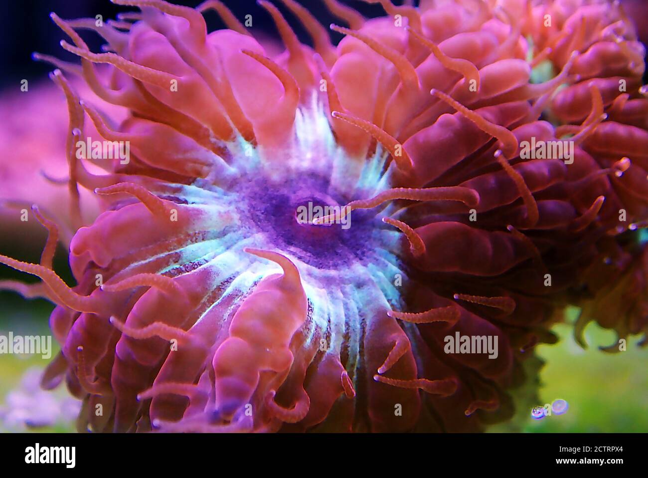 Blastomussa Merletti Coral, corail LPS aquaculté dans un char de récif - (Blastomussa merletti) Banque D'Images