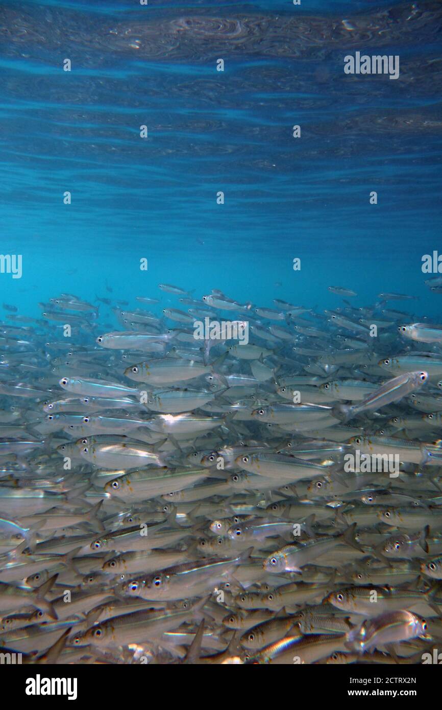 École dense de hareng d'or (Herklotsichthys quadrimaculatus), Grande barrière de corail, près de Cairns, Queensland, Australie Banque D'Images