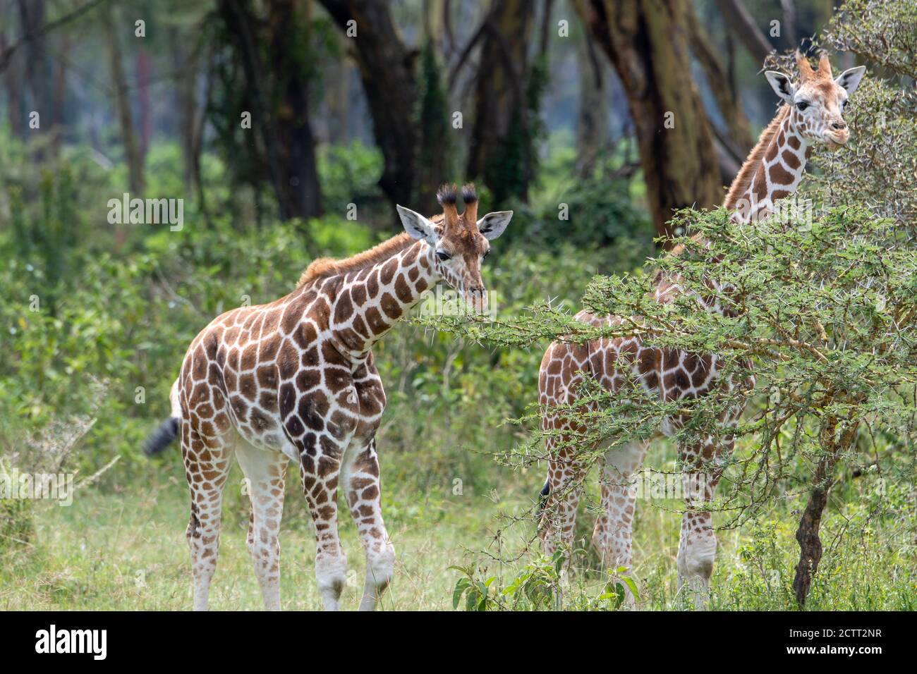 Girafe(s) réticulée(s) (Giraffa camelopardalis reticulata) au Kenya Banque D'Images