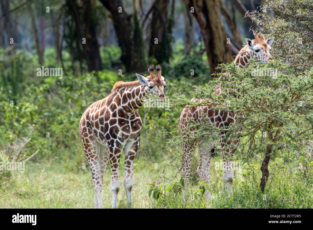 Girafe(s) réticulée(s) (Giraffa camelopardalis reticulata) au Kenya Banque D'Images