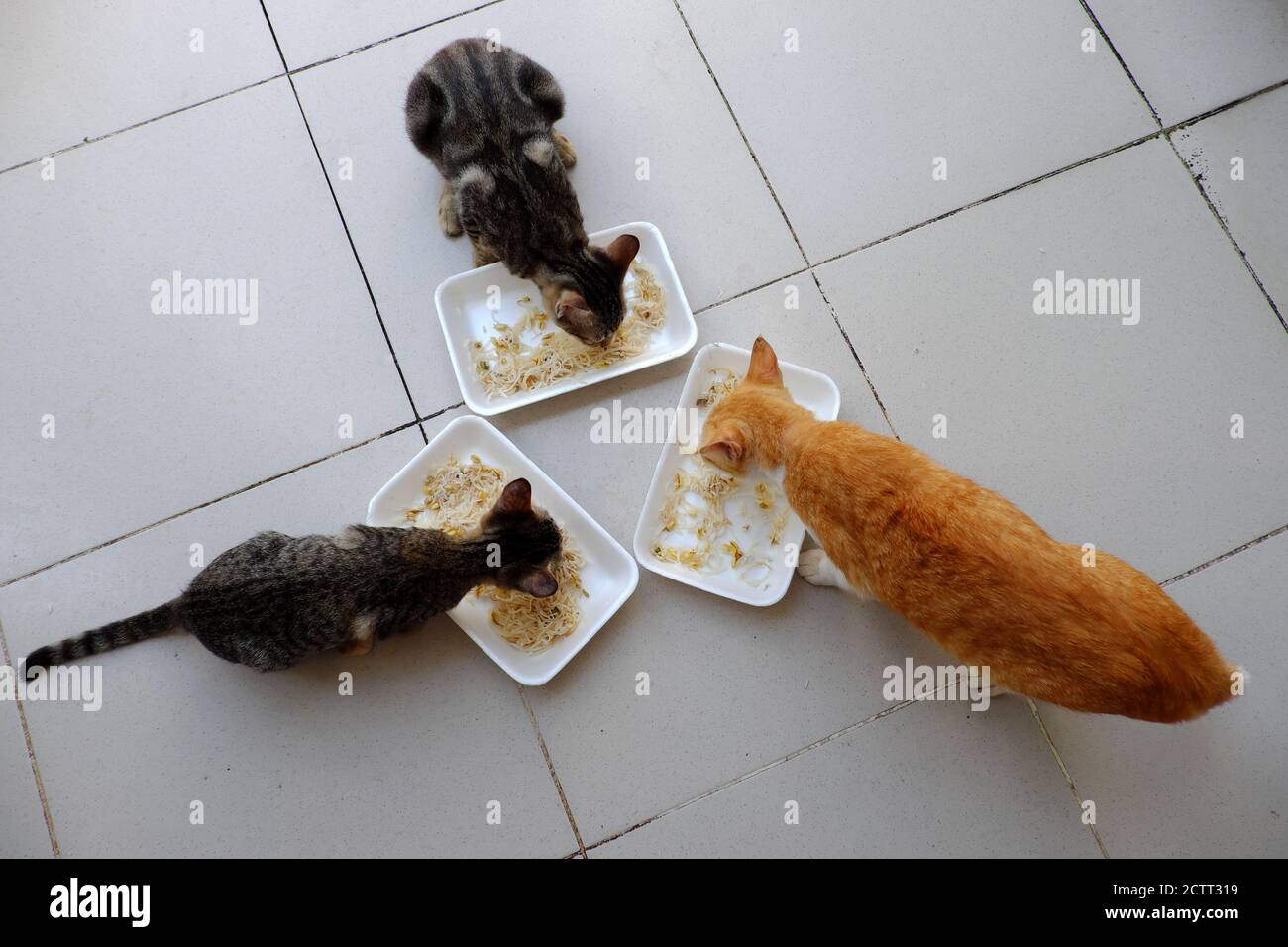 Vue de dessus groupe d'animaux à la maison manger ensemble, trois chats manger des nouilles dans le plateau sur le plancher pour l'heure du déjeuner, deux jaune et deux fourrure grise Banque D'Images
