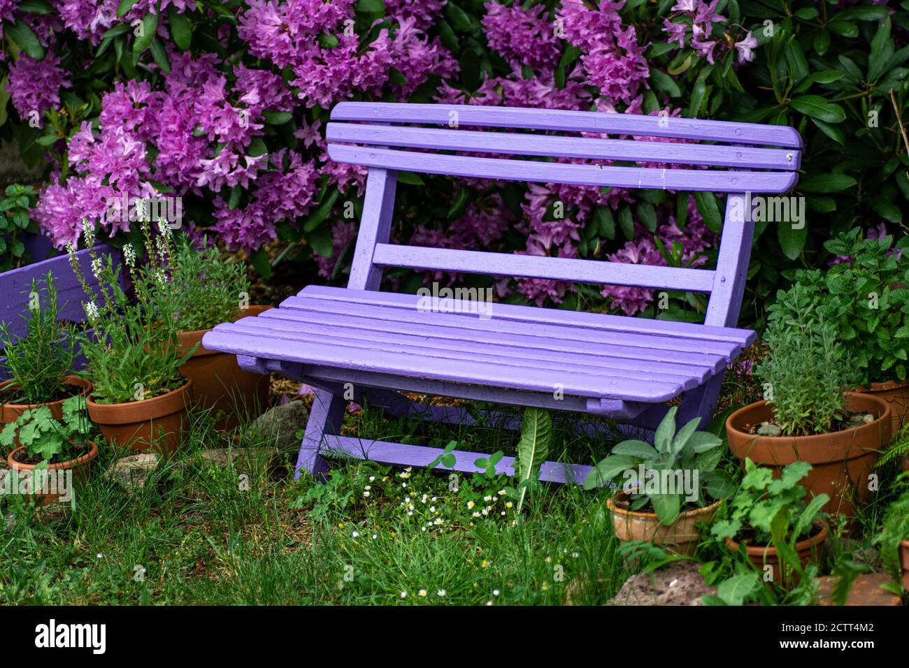 Banc en bois rose avec fleurs roses pourpres d'un arbuste de Rhododendron (Rhododendron roseum elegans) en arrière-plan. Banque D'Images