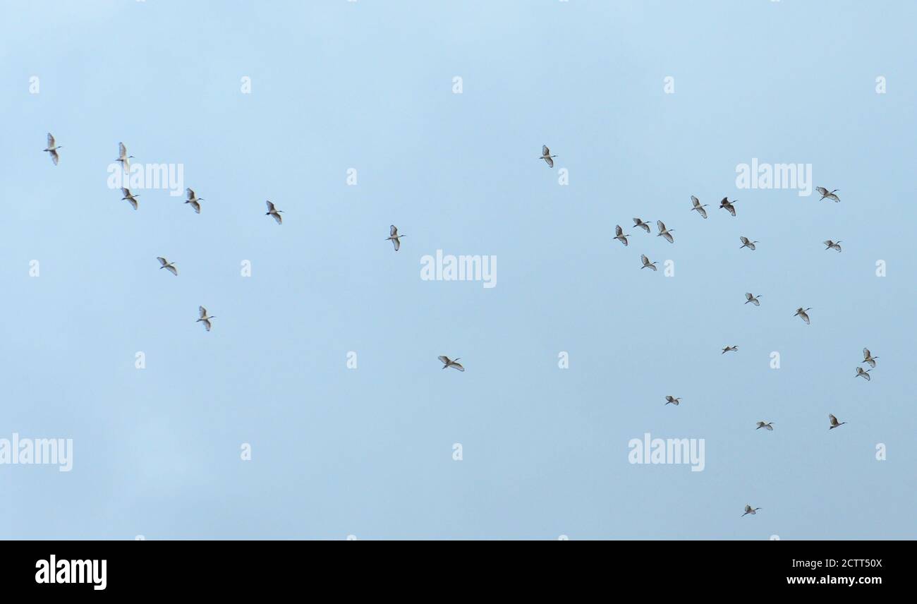 Oiseaux migrateurs survolant Hout Bay au Cap, Afrique du Sud. Banque D'Images