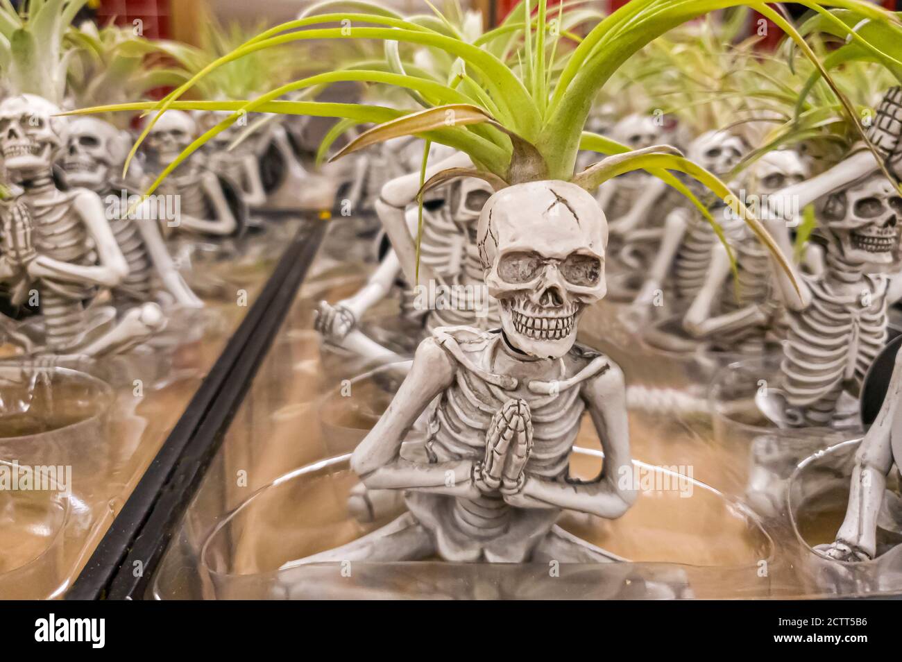 Figurines miniatures de squelette sur le thème d'halloween font différents mouvements de yoga. La tête de chaque squelette agit comme un pot de plante avec un petit l vert Banque D'Images