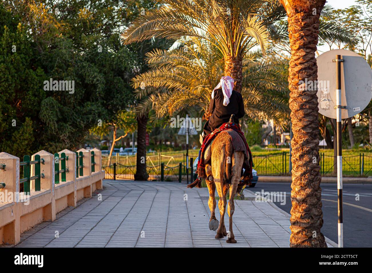 Un jordanien portant des vêtements arabes traditionnels est à cheval sur un dromadaire dromadaire lors d'une promenade latérale à Aqaba, en Jordanie, au coucher du soleil. Il y a des palmiers dattiers plantés Banque D'Images