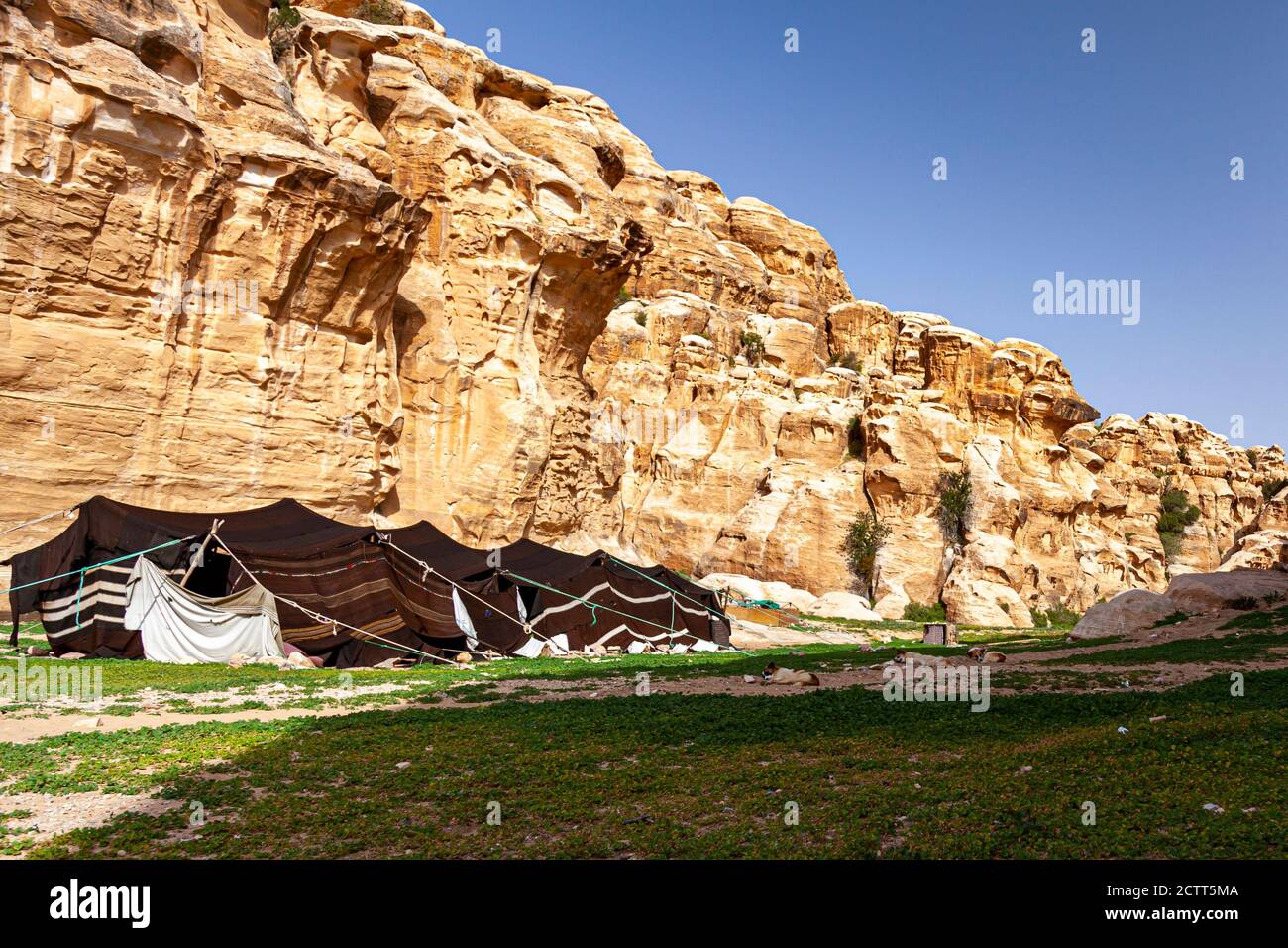 Une tente bédouine en poils de chèvre installée dans le paysage désertique de Jordanie, près de Petra. L'image présente les formations rocheuses et les chiens de berger par ce no Banque D'Images