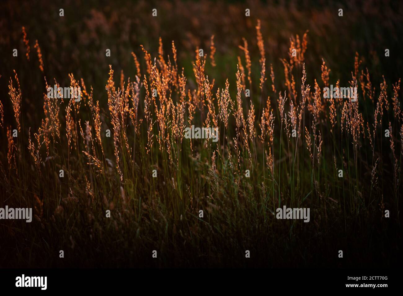 États-Unis, Dakota du Sud, champ d'herbe des Prairies au coucher du soleil Banque D'Images