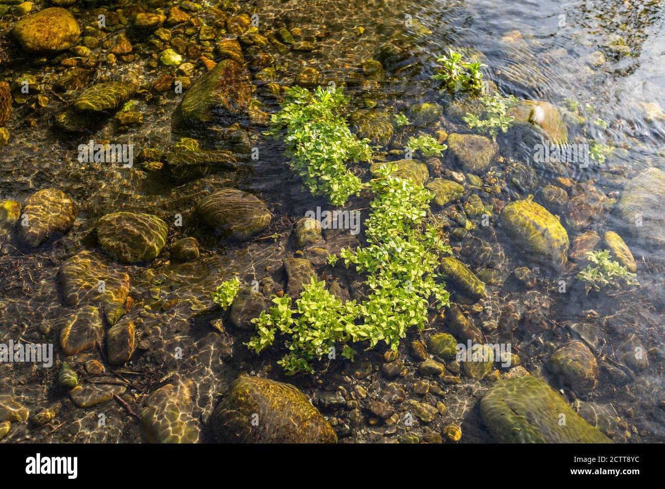 Gros plan de la plante d'eau et des rochers dans l'eau peu profonde Banque D'Images