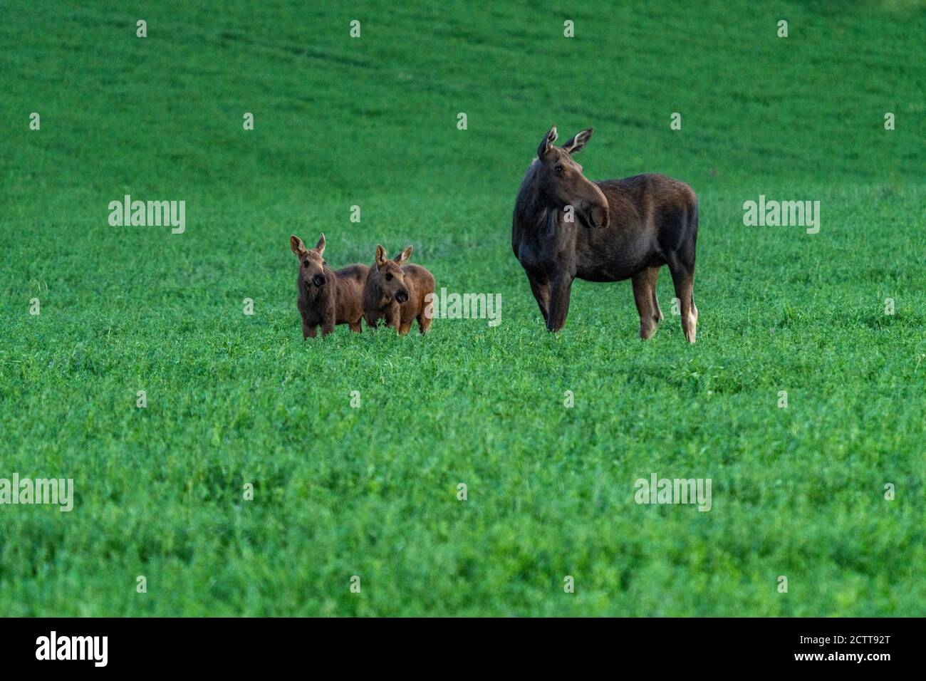 États-Unis, Idaho, Sun Valley, femelle orignal avec jeunes dans le pré Banque D'Images