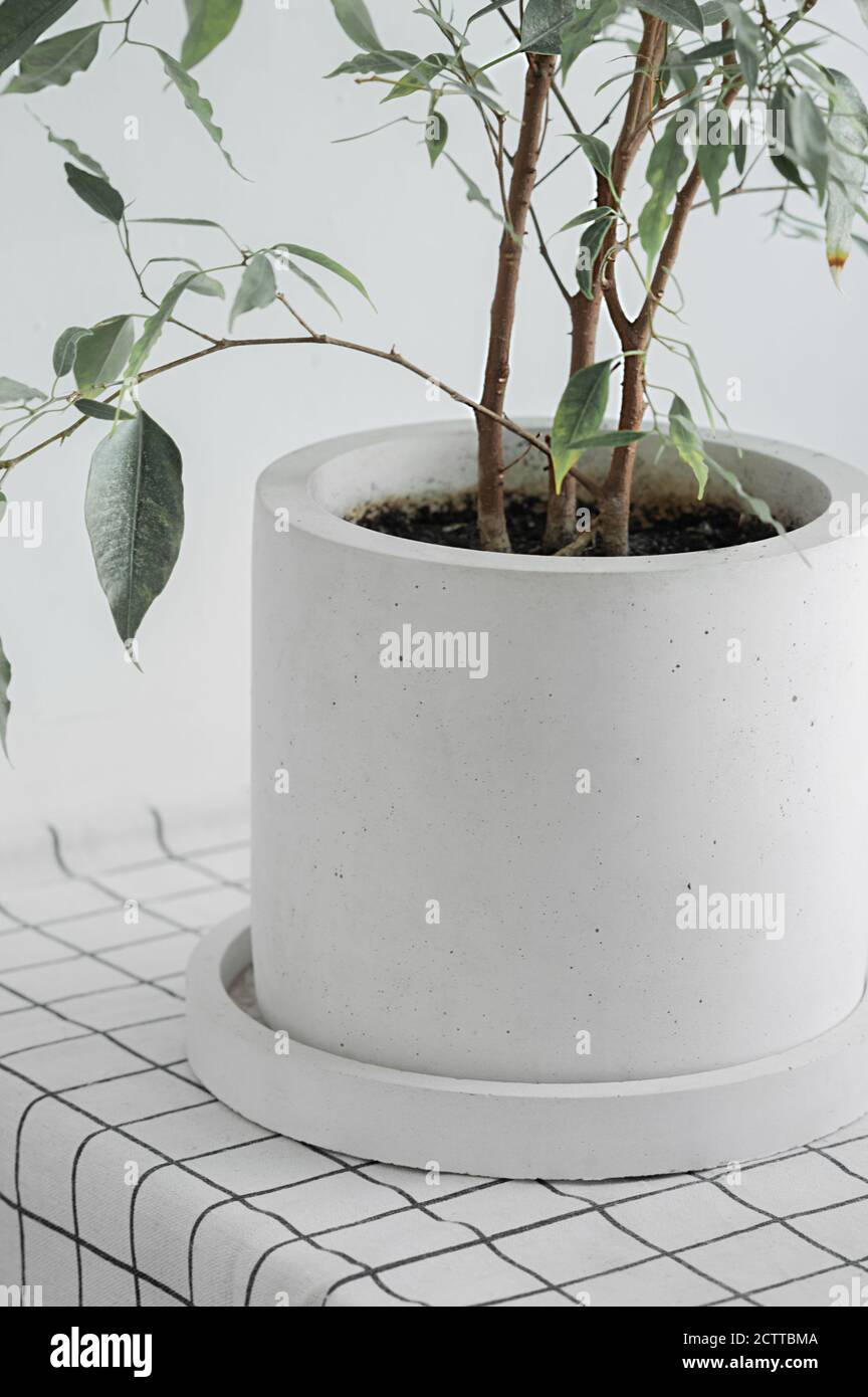 plante maison verte en pot en béton minimaliste élégant sur tissu blanc à  carreaux, mise au point verticale sélective Photo Stock - Alamy