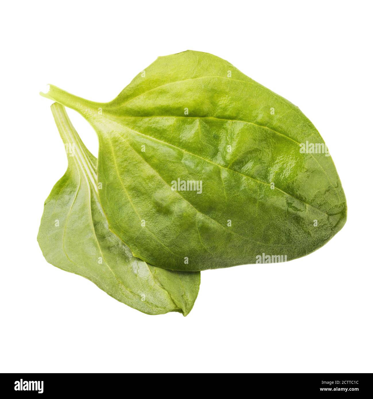 Deux feuilles plantain isolées sur fond blanc. Empilement de photos Banque D'Images