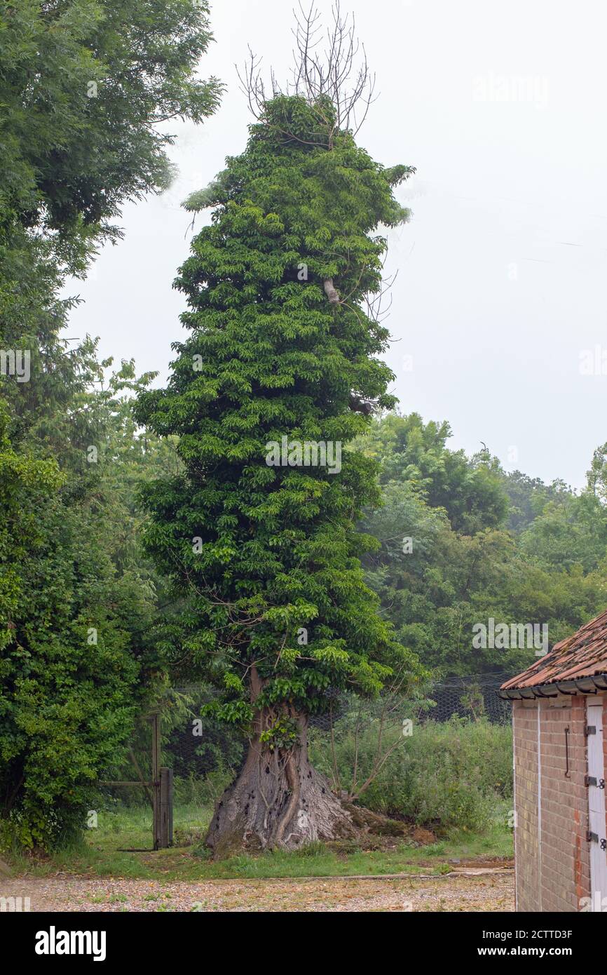 Ivy (Hedera Helix), arbre de cendres couvert (Fraxinus excelsior), tronc, avec des branches adventives mortes dépassant à travers, indicative de Chalara, cendres matrice b Banque D'Images