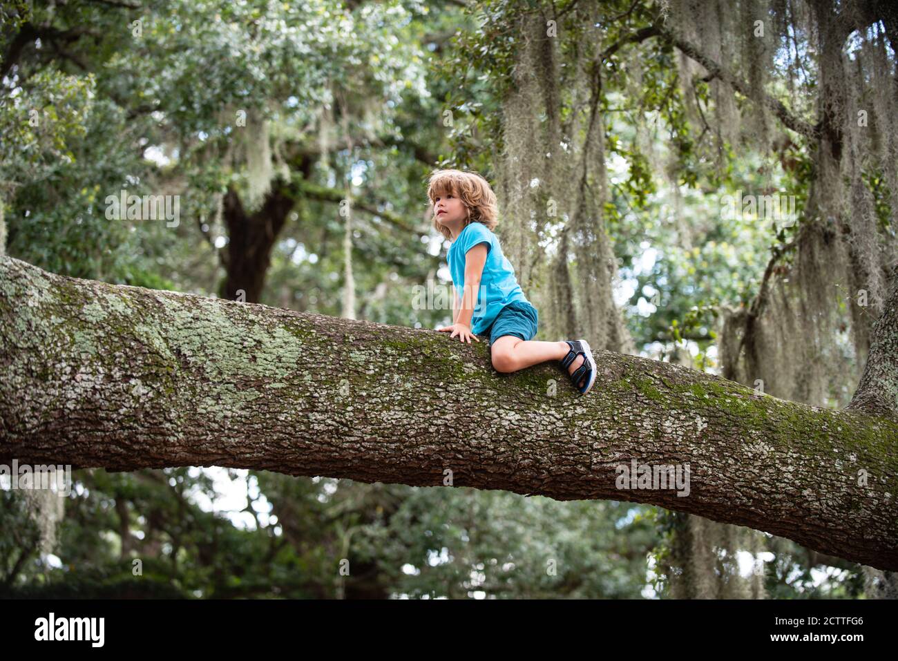 Enfant grimpant d'un arbre et s'amusant dans la nature. Banque D'Images
