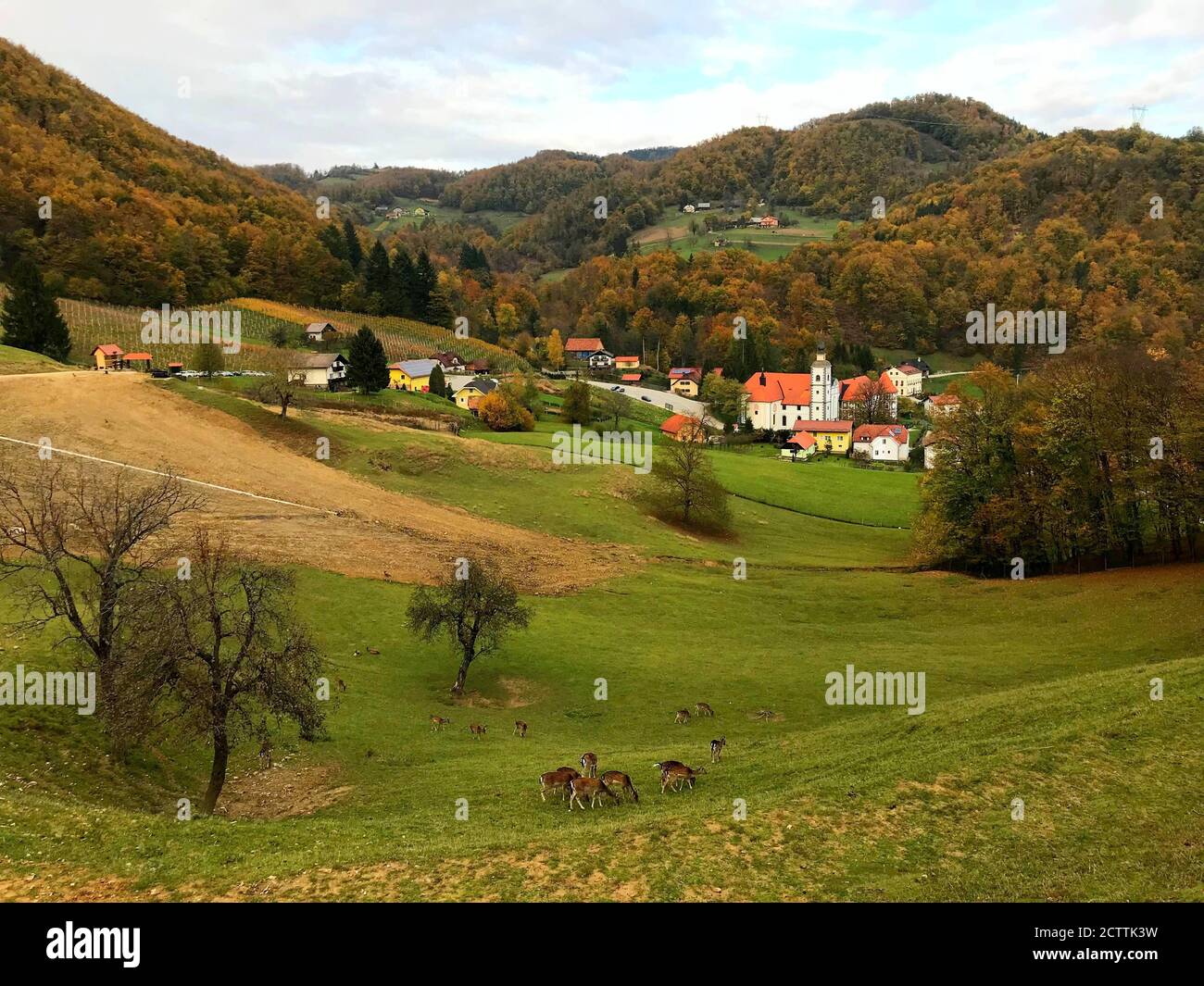 Paysage de l'IIdylllic en Slovénie. Petit village confortable. Collines pittoresques. Forêt dense d'automne. Troupeau de cerfs paissant sur pelouse en herbe verte. Belle nature. Banque D'Images