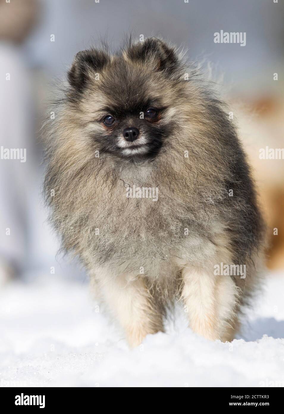 Poméranie. Chien adulte debout dans la neige. Banque D'Images