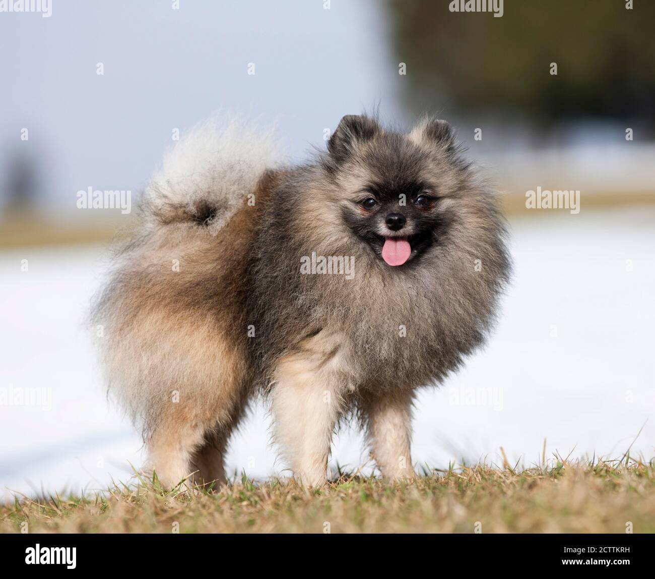 Poméranie. Chien adulte debout sur l'herbe. Banque D'Images