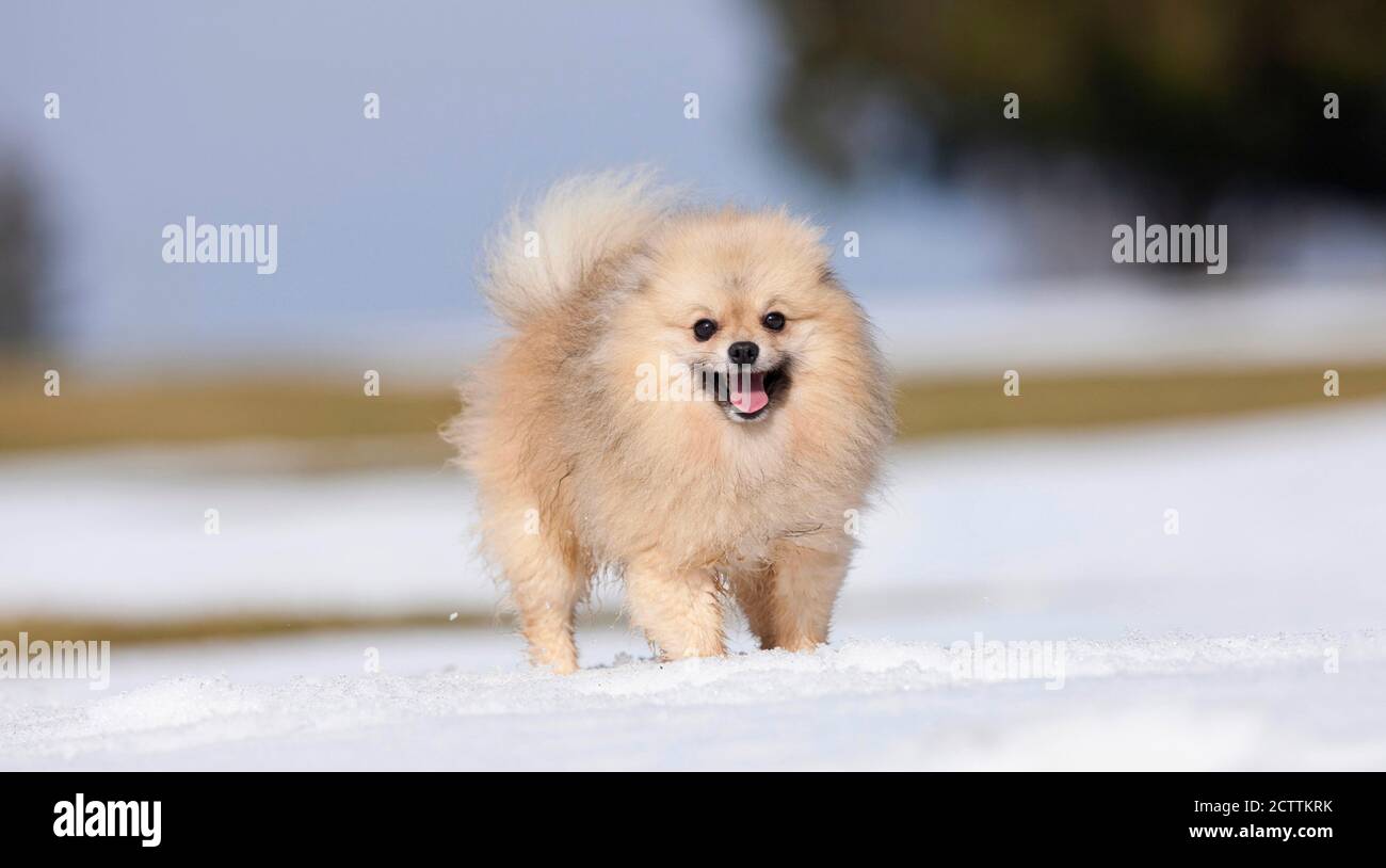 Poméranie. Chien adulte debout dans la neige. Banque D'Images