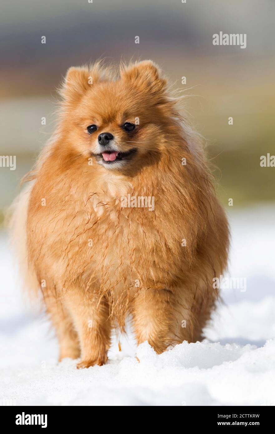 Poméranie. Chien adulte debout dans la neige. Banque D'Images
