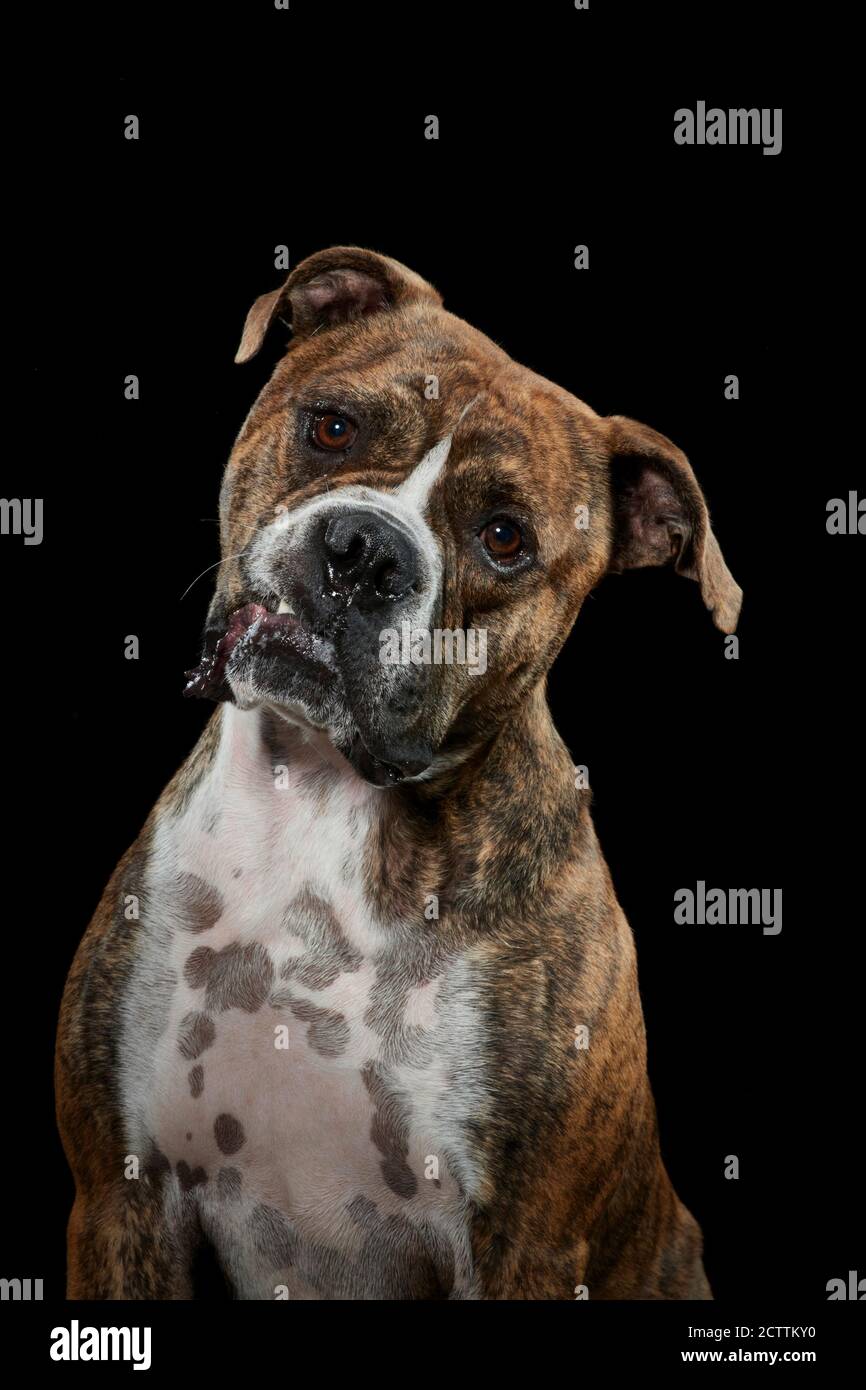 Olde English Bulldogge. Portrait avec fond noir. Banque D'Images