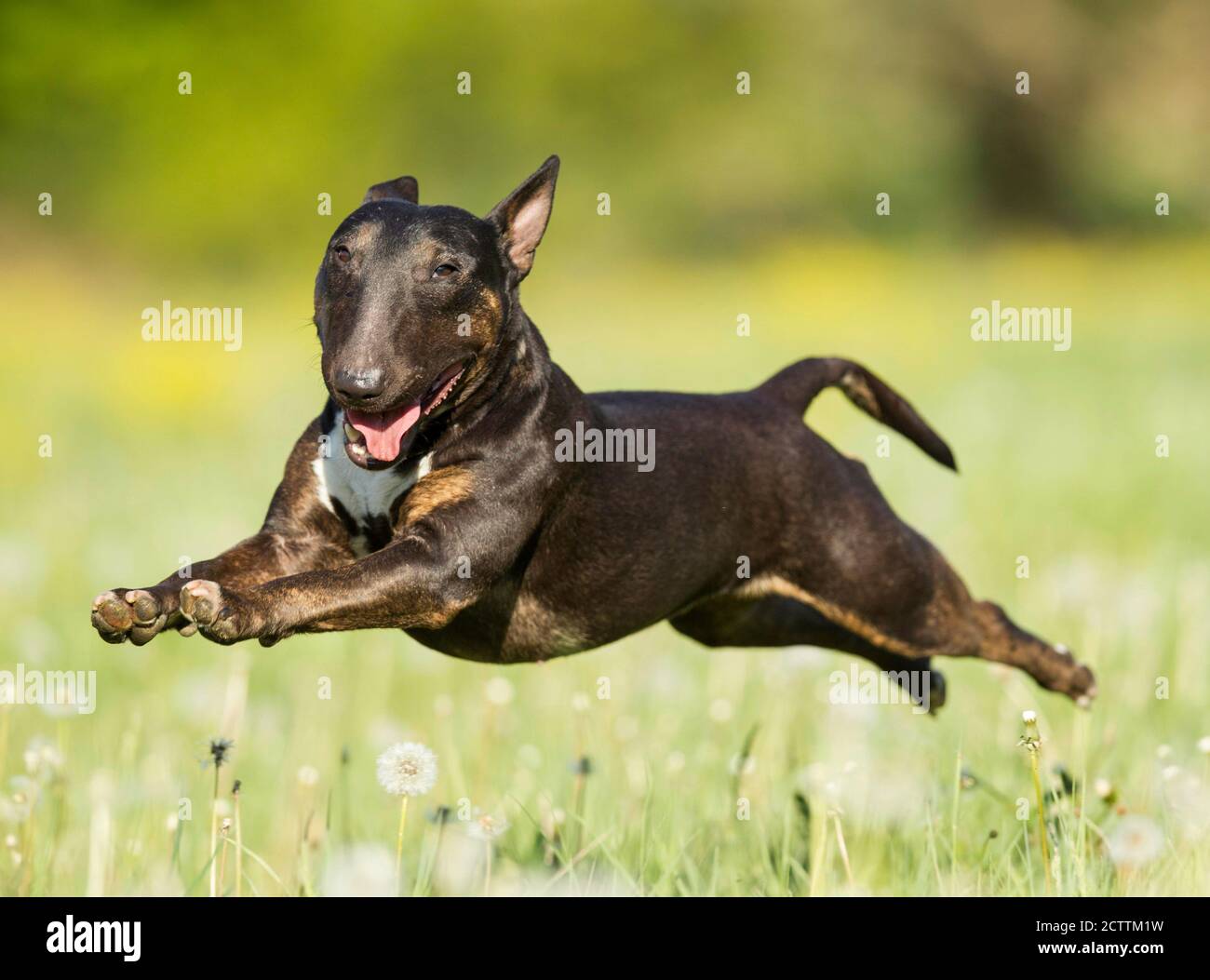 Bull Terrier miniature. Chien adulte courant dans un pré. Banque D'Images