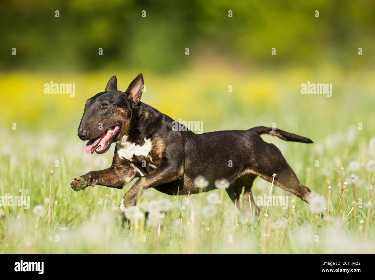 Bull Terrier miniature. Chien adulte courant dans un pré. Banque D'Images