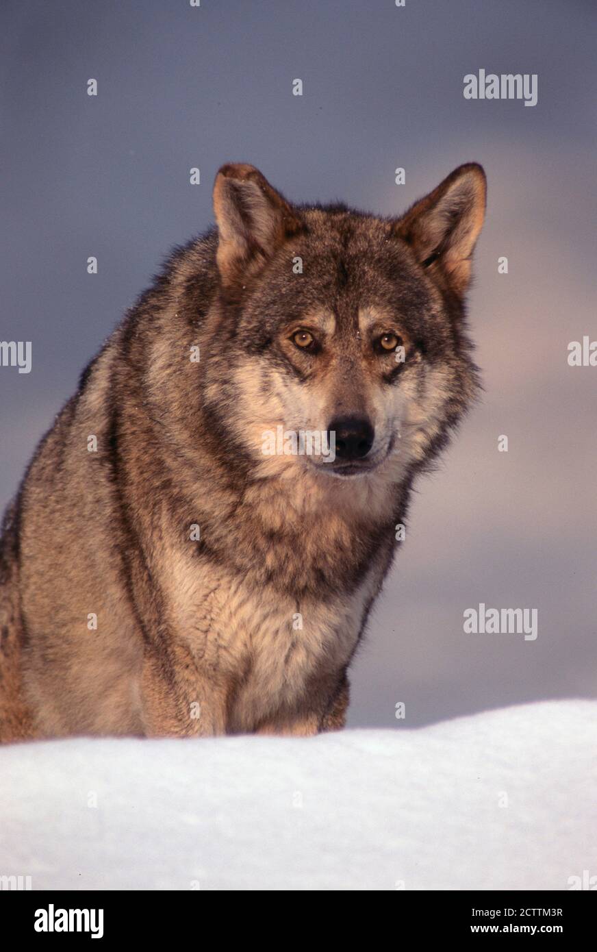 Loup européen (Canis lupus lupus). Portrait d'un adulte, dans la neige. Banque D'Images