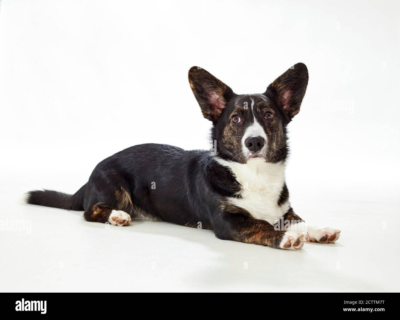 Gilet Welsh Corgi. Jeune chien mâle couché. Banque D'Images