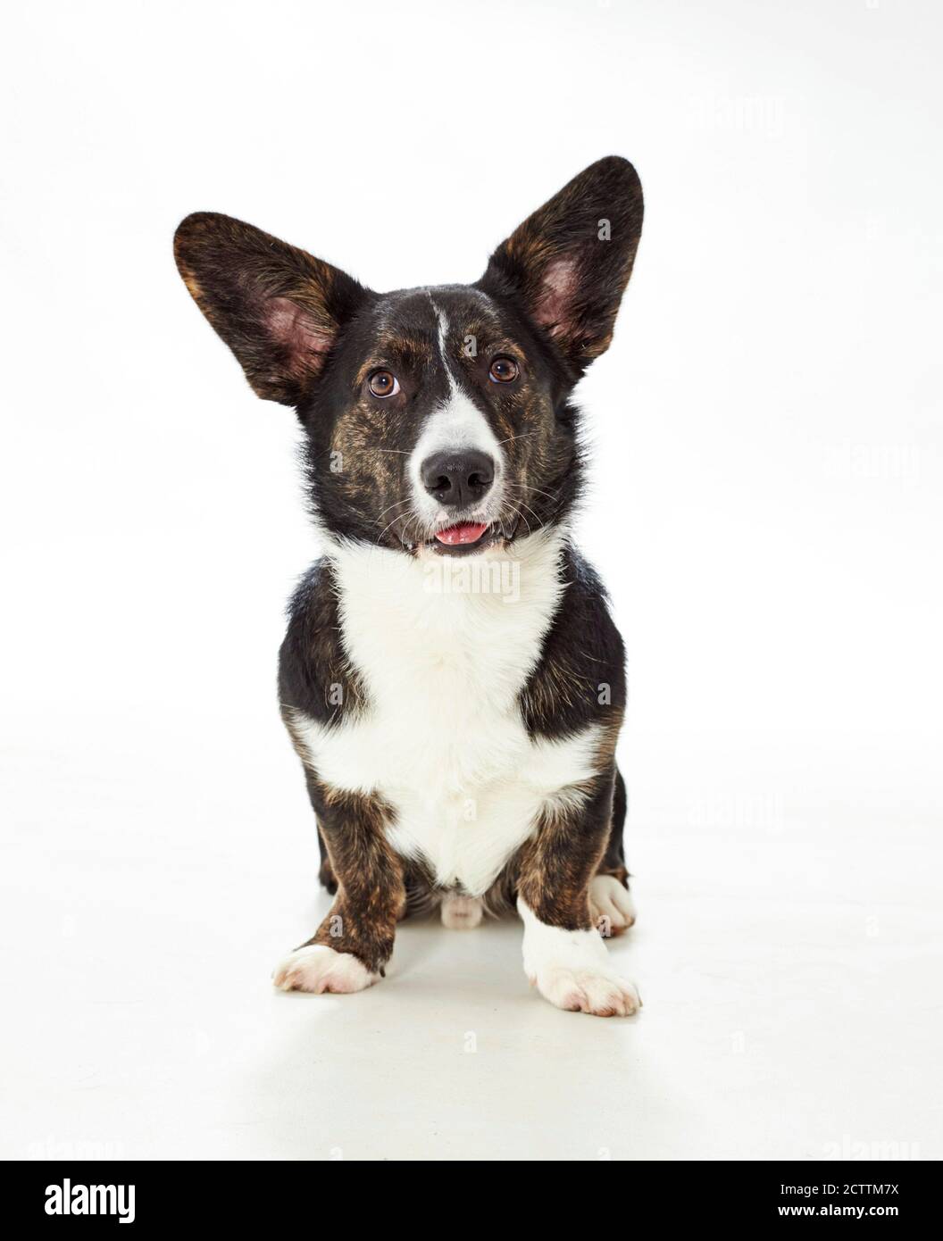 Gilet Welsh Corgi. Jeune chien mâle assis. Banque D'Images