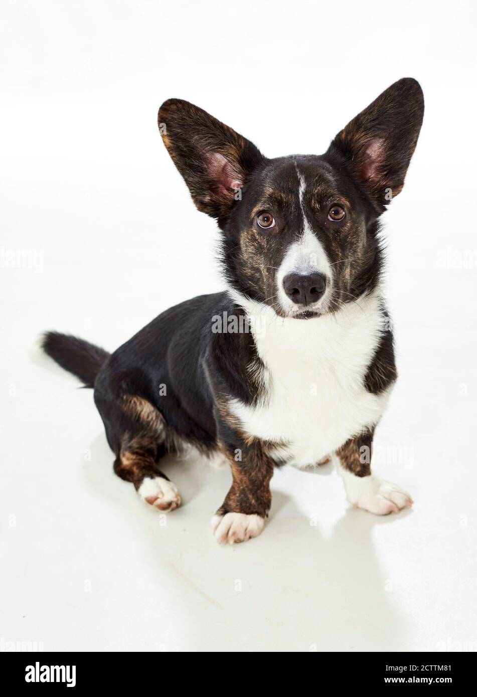Gilet Welsh Corgi. Jeune chien mâle assis. Banque D'Images